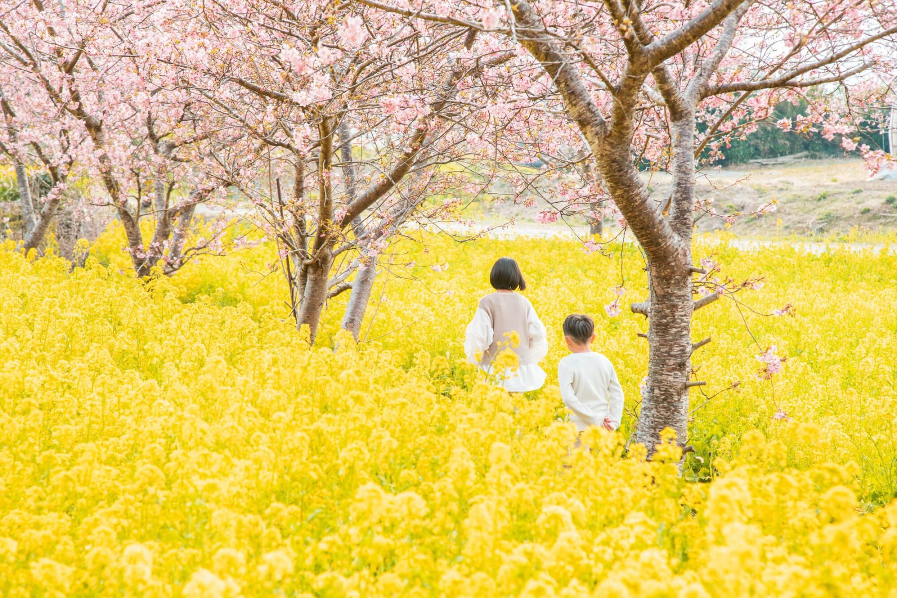 写真「花畑を歩く姉弟」